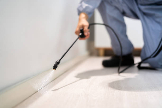 Bed Bug Pre-Treatment Preparation Assessment in Boulder Hill