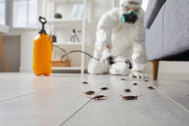 Post-Treatment Bed Bug Interceptor Monitoring in Boulder Hill
